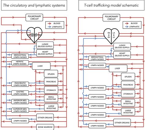 model schematic   ode system  compared   simplified
