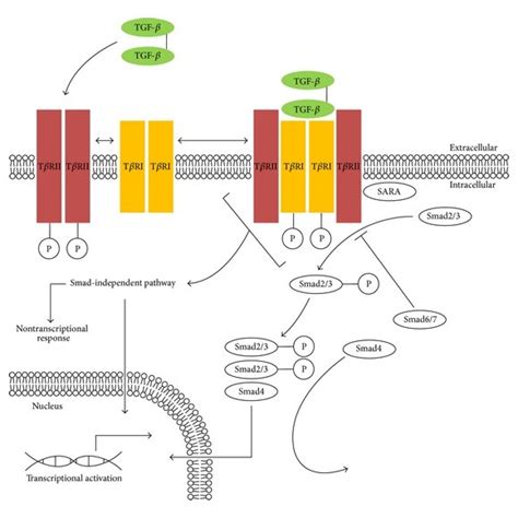 A Schematic Representation Of Tgf β Interactions And Effects In Download Scientific Diagram