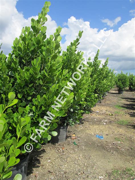 Clusia Hedge Plant 25 Gallon Florida Clusia Plants Nursery