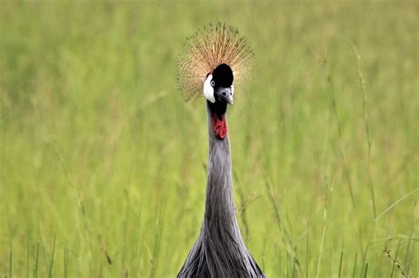 Afrika Timur Crested Crane Uganda Foto Gratis Di Pixabay Pixabay