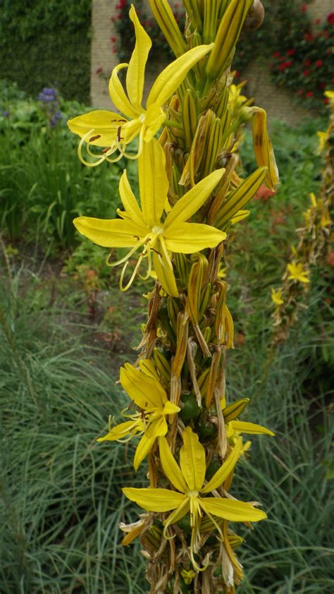 Asphodeline Lutea Asphodelaceae Image 83744 At PhytoImages Siu Edu