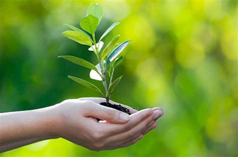 Dia Da Natureza Os Aspectos Do Desenvolvimento Sustent Vel Rara