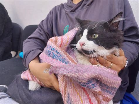 Invitan a jornada de esterilización canina y felina NTR Zacatecas