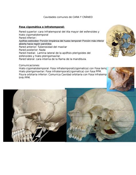 Cavidades Comunes De Cara Y Cr Neo Anatomia U Mayor Studocu