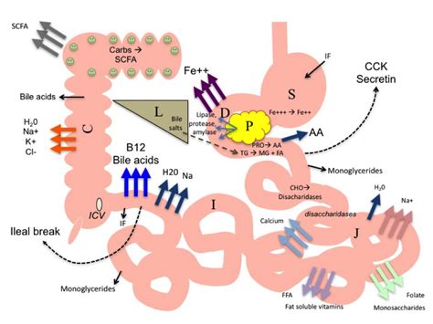 Short bowel syndrome (short gut syndrome) | Home Parenteral Nutrition