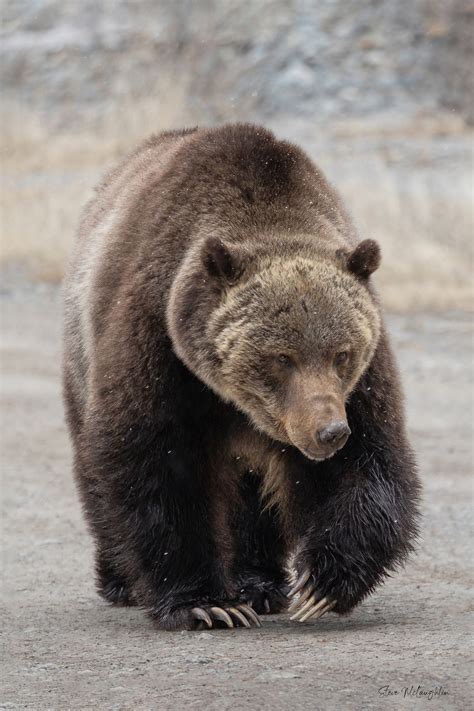 Split Lip Grizzly Bear Photography Print Mountains And Treasures