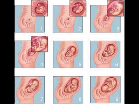 Etapa Y Crecimiento Del Bebe En El Vientre Materno Youtube