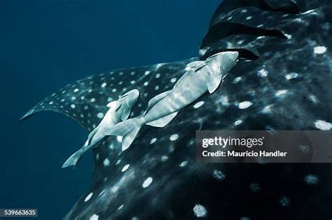 Gill Shark Photos and Premium High Res Pictures - Getty Images