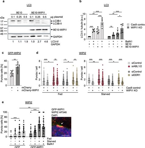 Increase Of WIPI1 Protein Enhances Autophagic Flux A Immunoblot