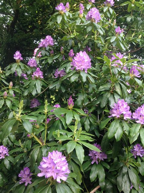 Looks at the flowers: Rhododendron ponticum