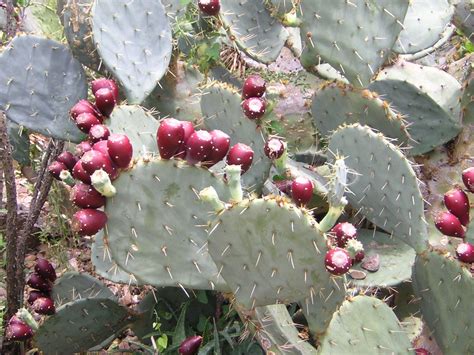 Free Prickly Pear Cactus Stock Photo - FreeImages.com