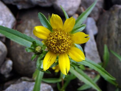 Bident tripartite (Bidens tripartita) – Turtle SHOP