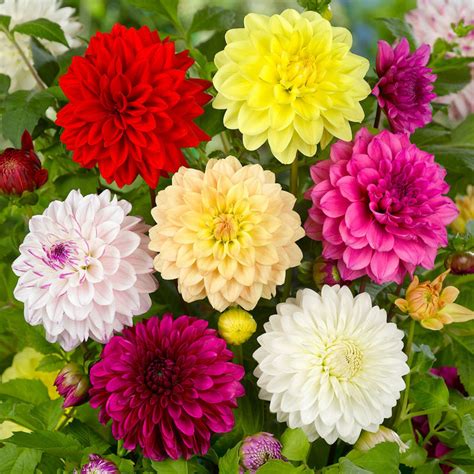 Decorative Dahlia Mix Order Dahlia Tubers Online Bulbs Direct Nz