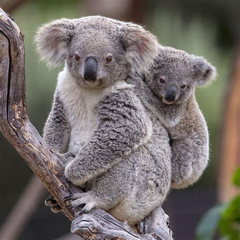 Unique species of animals in australia | Zoo Animals