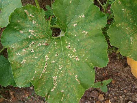 Problemas Comunes En Plantas De Repollo En El Jard N Gu A Para