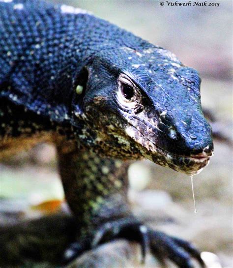 Philippine Water Monitor Lizards Genus Varanus Philippin Flickr