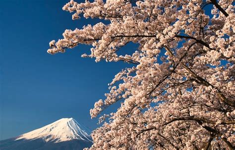 Premium Photo | Mount fuji with cherry blossoms in full bloom