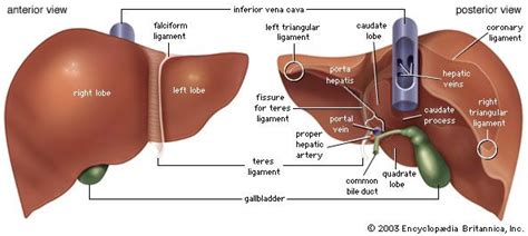 Liver Anatomy Britannica