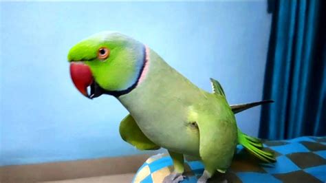 Sweet Parrot Talking Mithu Parrot Talking Mummy Youtube