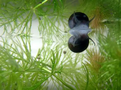 Is Aquarium Salt Safe For Snails What You Need To Know HomeTanks