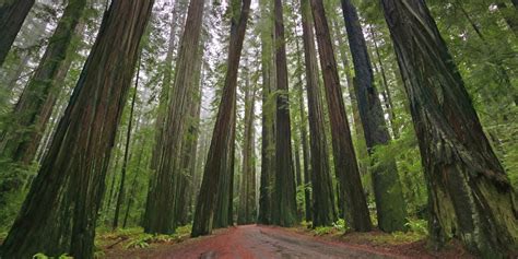 5 Amazing Hd Wallpapers Of Redwood Forests To Calm Your Desktop Hd