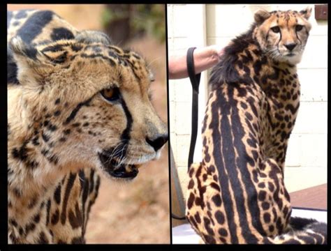 Cheetah Mutations