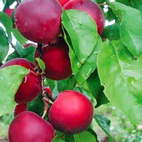 Alberi Prugne Antiche Acquistare Online Pianta Susina Santa Clara