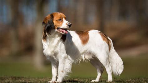 Kooikerhondje Dog Breed » Everything About Kooikerhondje