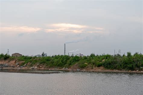 Premium Photo | The green plants on the saline alkali land and the ...