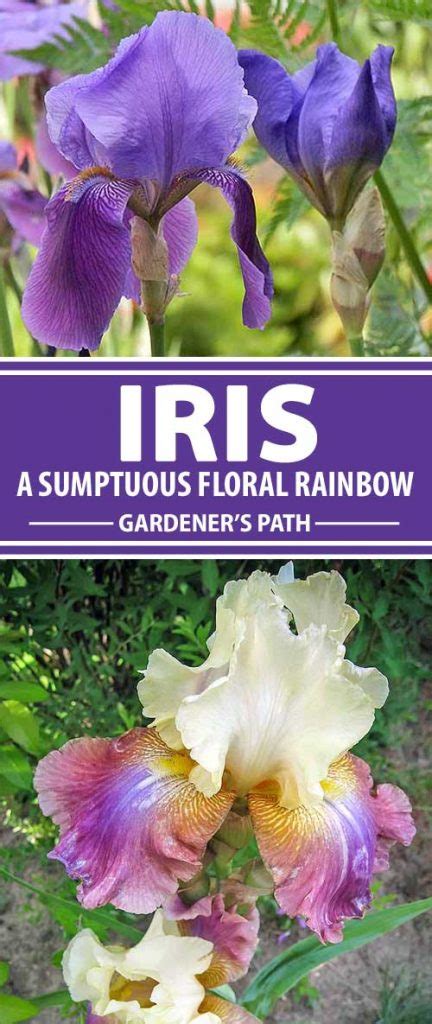 How to Plant and Grow Iris Flowers | Gardener’s Path