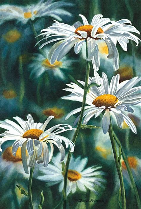 Shasta Daisy Fine Art Reproduction Watercolor Paper By Ssfreeman