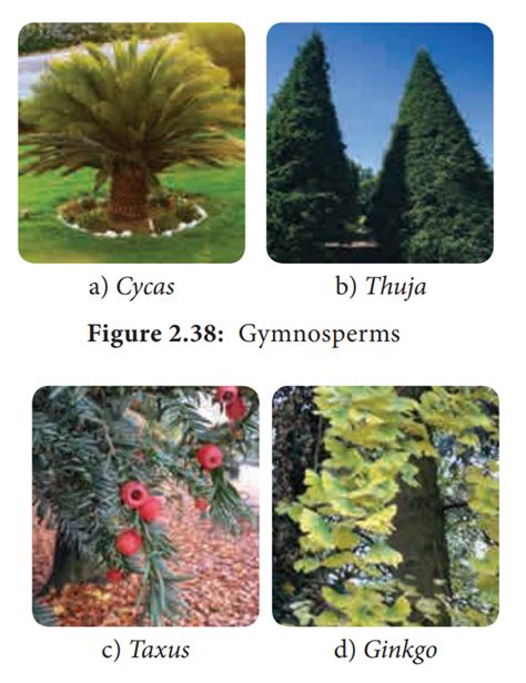 Gymnosperm Trees