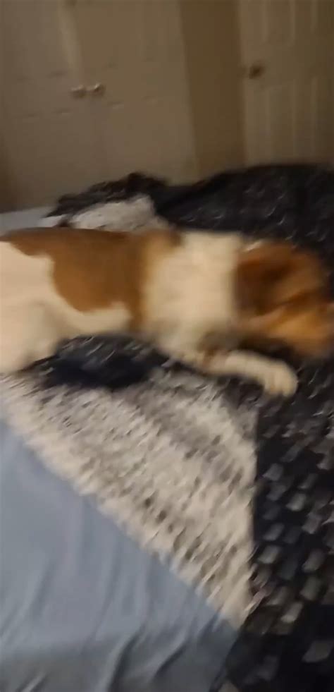 Late night zoomies! : r/Zoomies