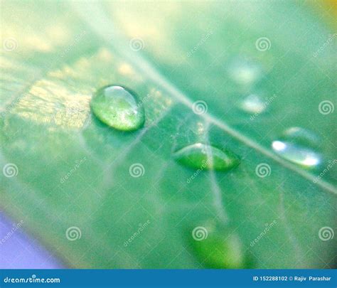 Grandes Gotas Bonitas Da Gua De Chuva Transparente Em Um Macro Verde