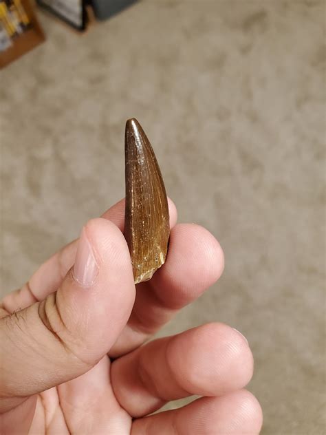 Mosasaur Tooth Fossil Id Help Fossil Id The Fossil Forum