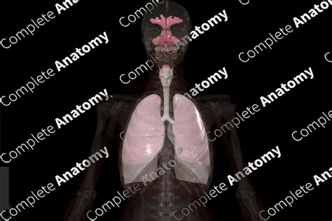 Respiratory System | Complete Anatomy