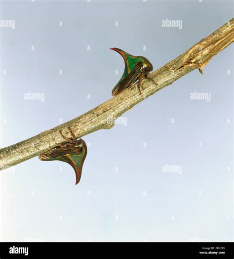 Insects self defence hi-res stock photography and images - Alamy