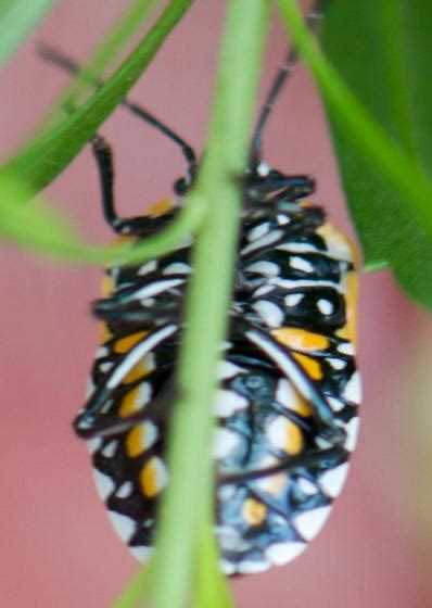 Harlequin Bug Murgantia Histrionica Bugguide Net