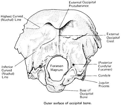 Occipital Region Anatomy Anatomy Drawing Diagram | Images and Photos finder