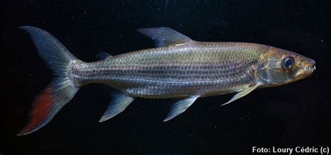 Peixe Tigre Gigante Hydrocynus Goliath Aquarismo Paulista