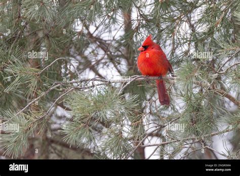 Male northern cardinal (Cardinalis cardinalis) in winter Stock Photo ...