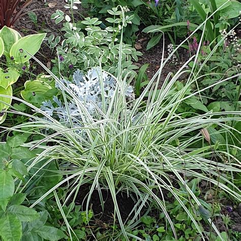 Pennisetum Setaceum Sky Rocket Fountain Grass Sky Rocket In