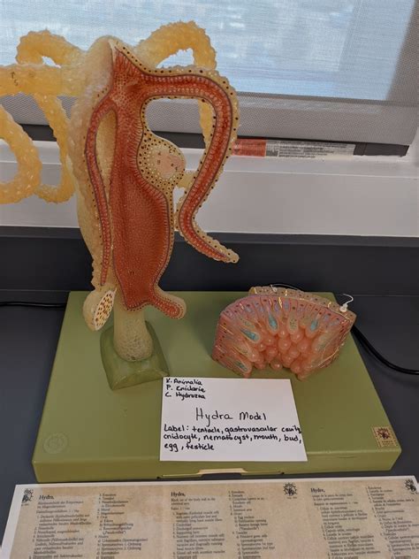 Porifera Ctenophora Lab Practical Diagram Quizlet