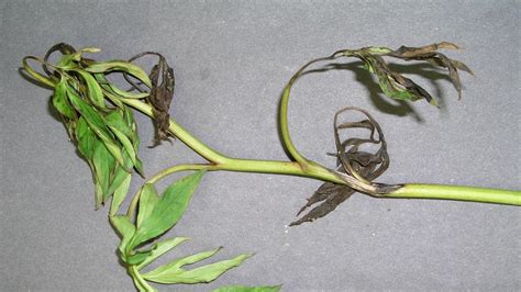 Anthracnose Disease On Flowers University Of Maryland Extension