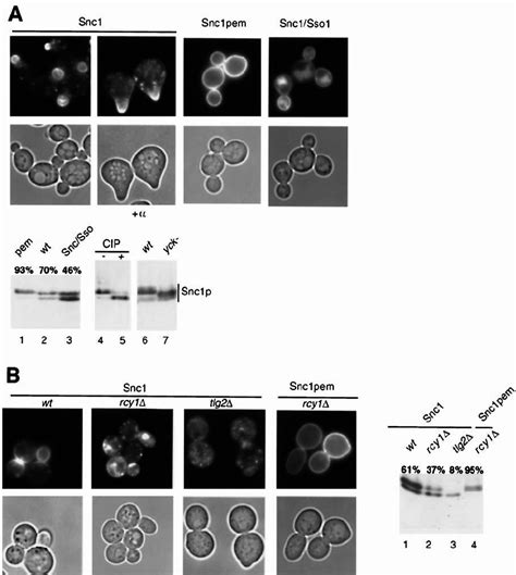 localization  phosphorylation   recycling  snare gfp sncp