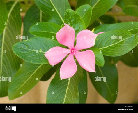 Vinca Rosea Catharanthus Roseus Madagascar Rosy Periwinkle Stock