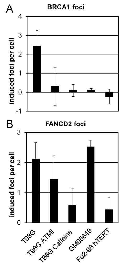 Bystander Brca A And Fancd Foci B In T G Cells T G Treated