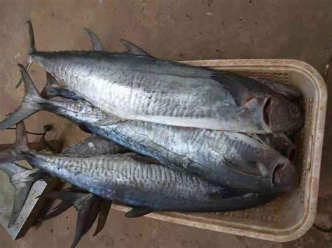 SPANISH MACKEREL - VIET SEAFOOD CO.,LTD