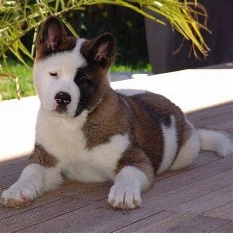 Regalo Cucciolo Akita Inu Da Volontario A Crotone Regalo Akita Inu