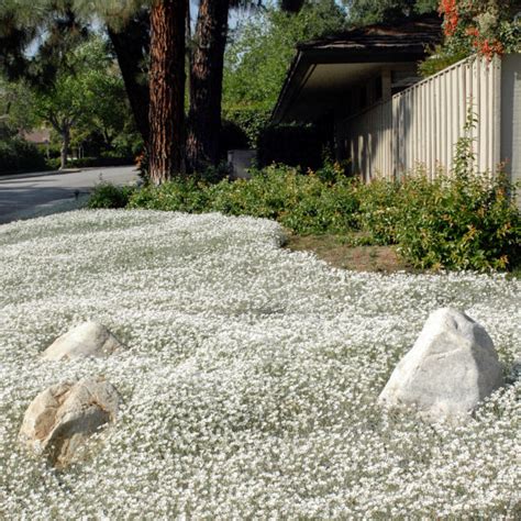 Cerastium Tomentosum Cerastium Yo Yo Seed X 2000 Bulk Ole Lantana